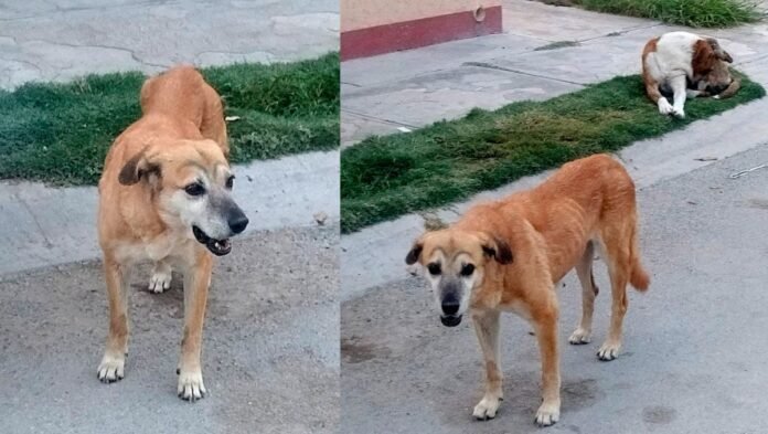 Perros amanecen con cejas pintadas en Torreón