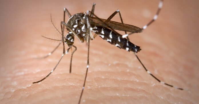 Los mosquitos, esos pequeños pero molestos insectos, van más allá de sus picaduras incómodas. En México, han desencadenado preocupaciones epidemiológicas