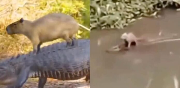 Capibara y cocodrilo