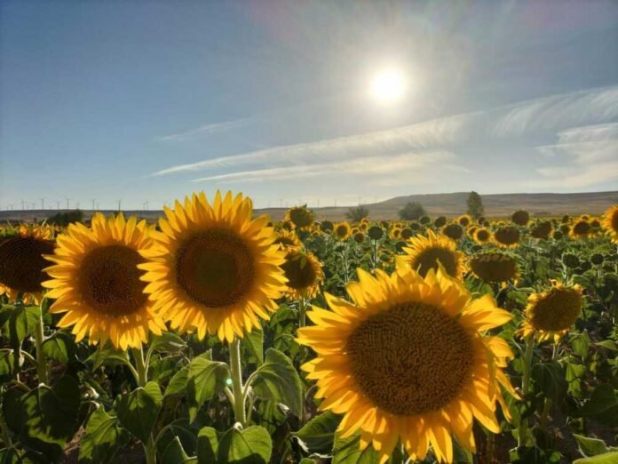 Semillas de girasol