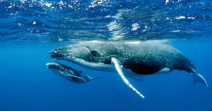 Ballena gris