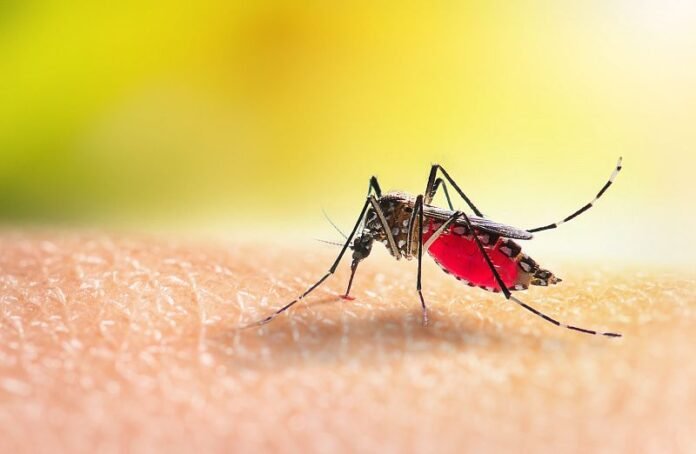 Aumenta la resistencia del mosquito