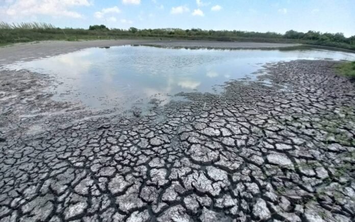 Tampico: Ecología